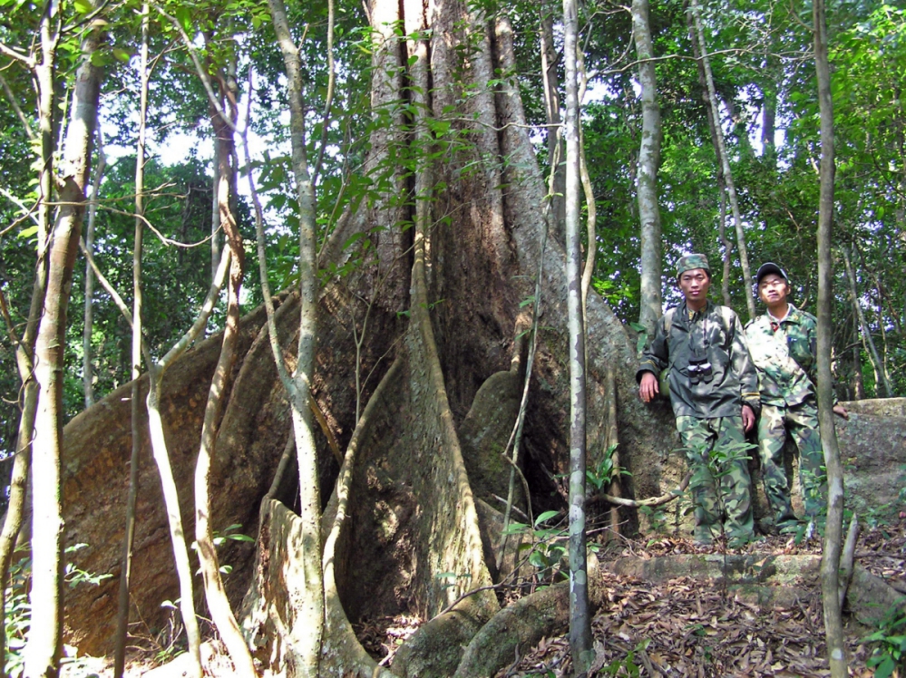 Soaring trees with buttress roots tall enough to hide a human