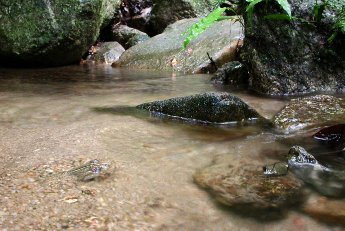 This frog Limnonectes fragilis is endemic to Hainan