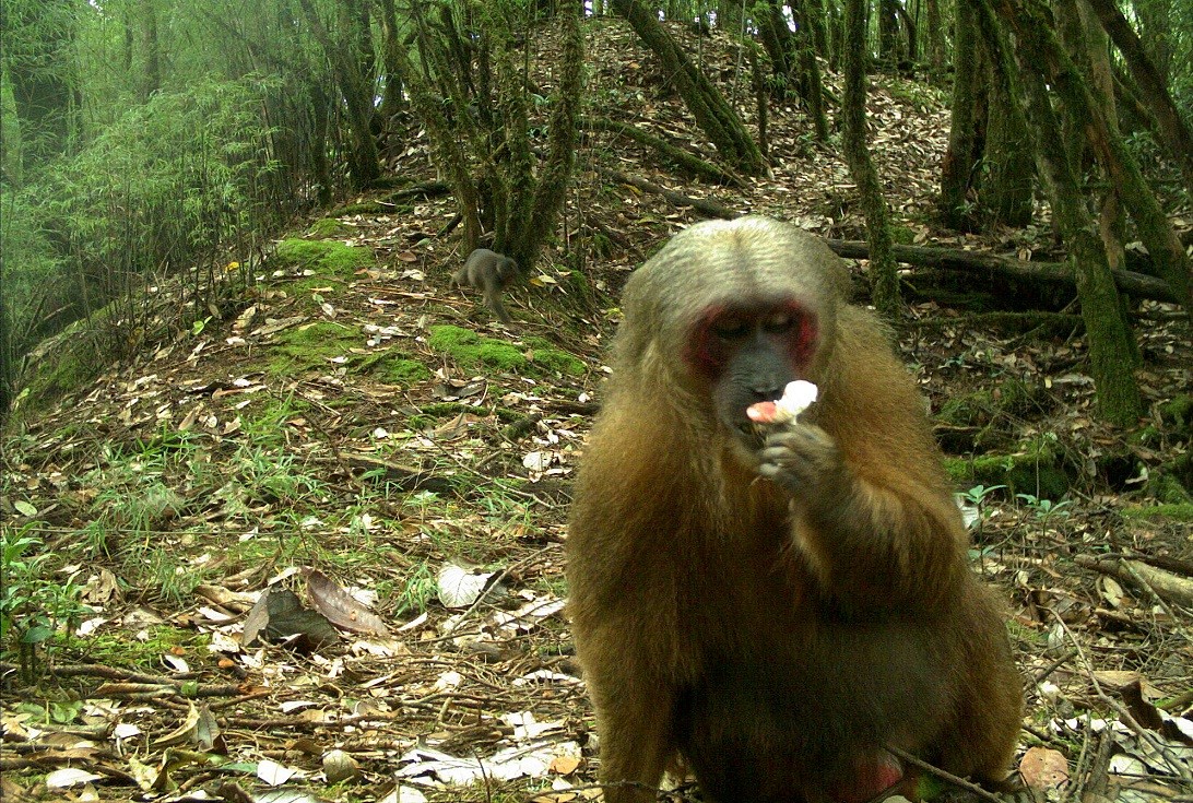 Macaca arctoides