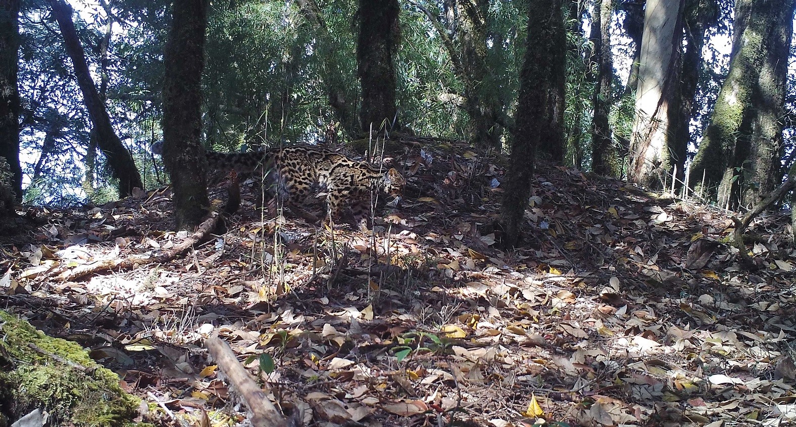 Pardofelis marmorata