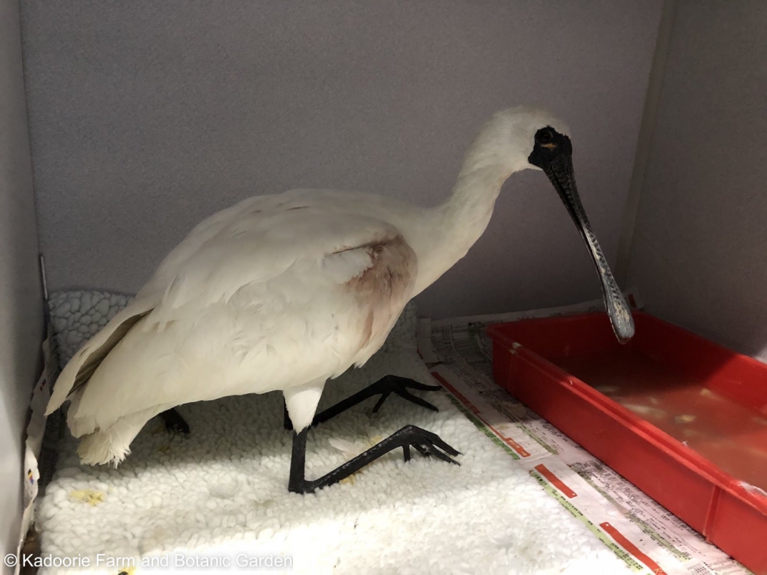 2020 年 12 月抵達本園野生動物拯救中心時，黑臉琵鷺很虛弱，右翼有個小傷口，羽毛上有一些血跡。頭幾天牠坐在膝關節上，無法站立。