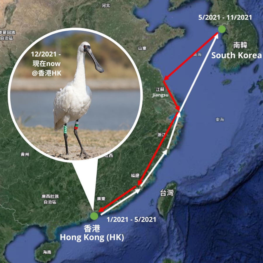 康復黑臉琵鷺「A49」的飛行日誌　追蹤1年喜見港現身