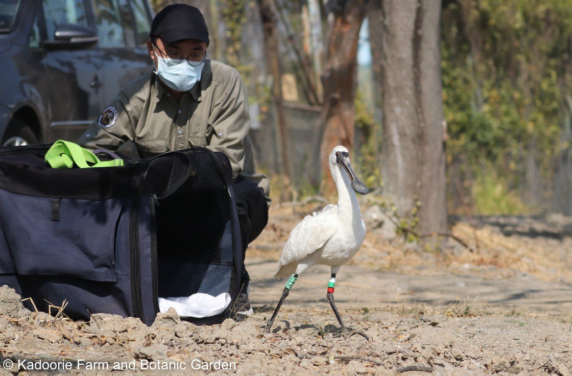 於2021年1月13日，本園動物護理員將康復的黑臉琵鷺野放，漁護署及香港觀鳥會為牠安上追蹤儀器以記錄遷徙路線。
