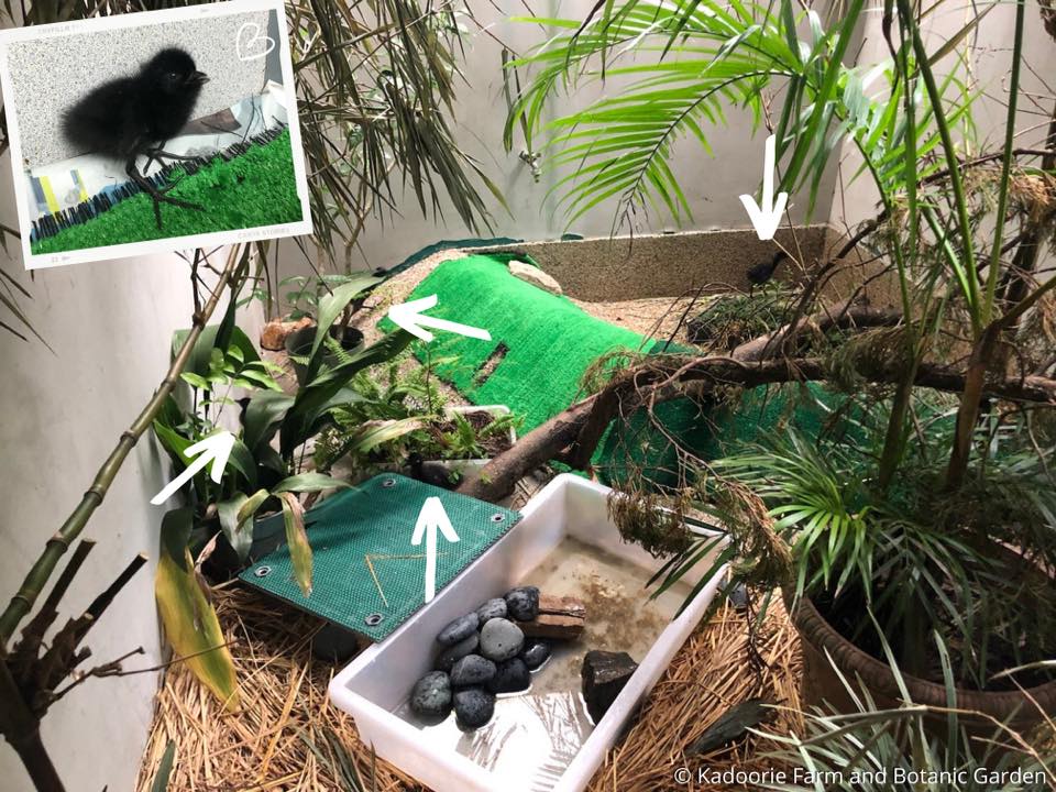 Four White-breasted Waterhen (Amaurornis phoenicurus) chicks arrived at KFBG's Wild Animal Rescue Centre in late June 2021.