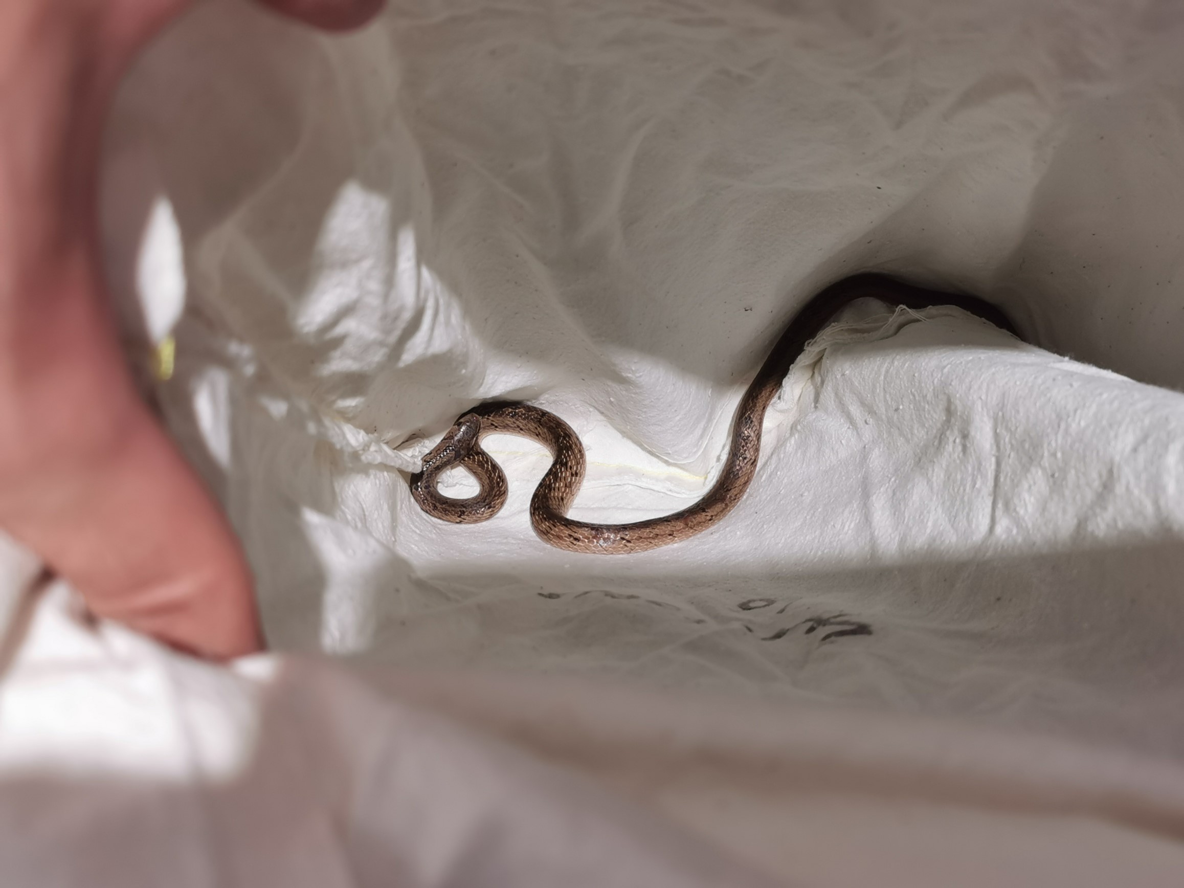 Here is a non-venomous Taiwan kukri snake (Oligodon formosanus) still inside the snake bag in the snake handling room. As this is a healthy native snake, it will be released soon.