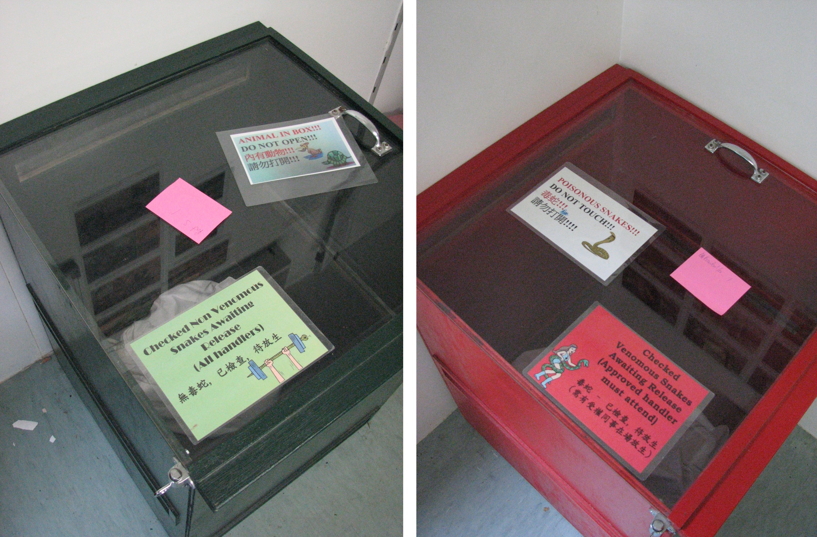Before release, snakes are temporarily held in bags inside either a venomous snake holding box (Red) or a non-venomous box (Green) depending on the species. Both boxes have lockable lids and small airholes.