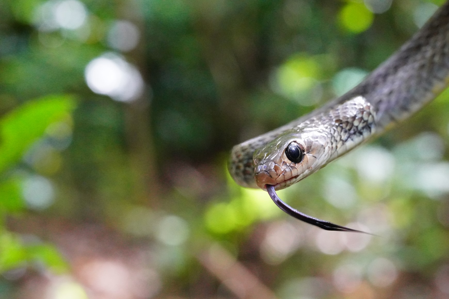 An Indo-Chinese rat snake (Ptyas korros) (non-venomous) captured in Stanley on 17 September 2020 was released back to nature on the same day.