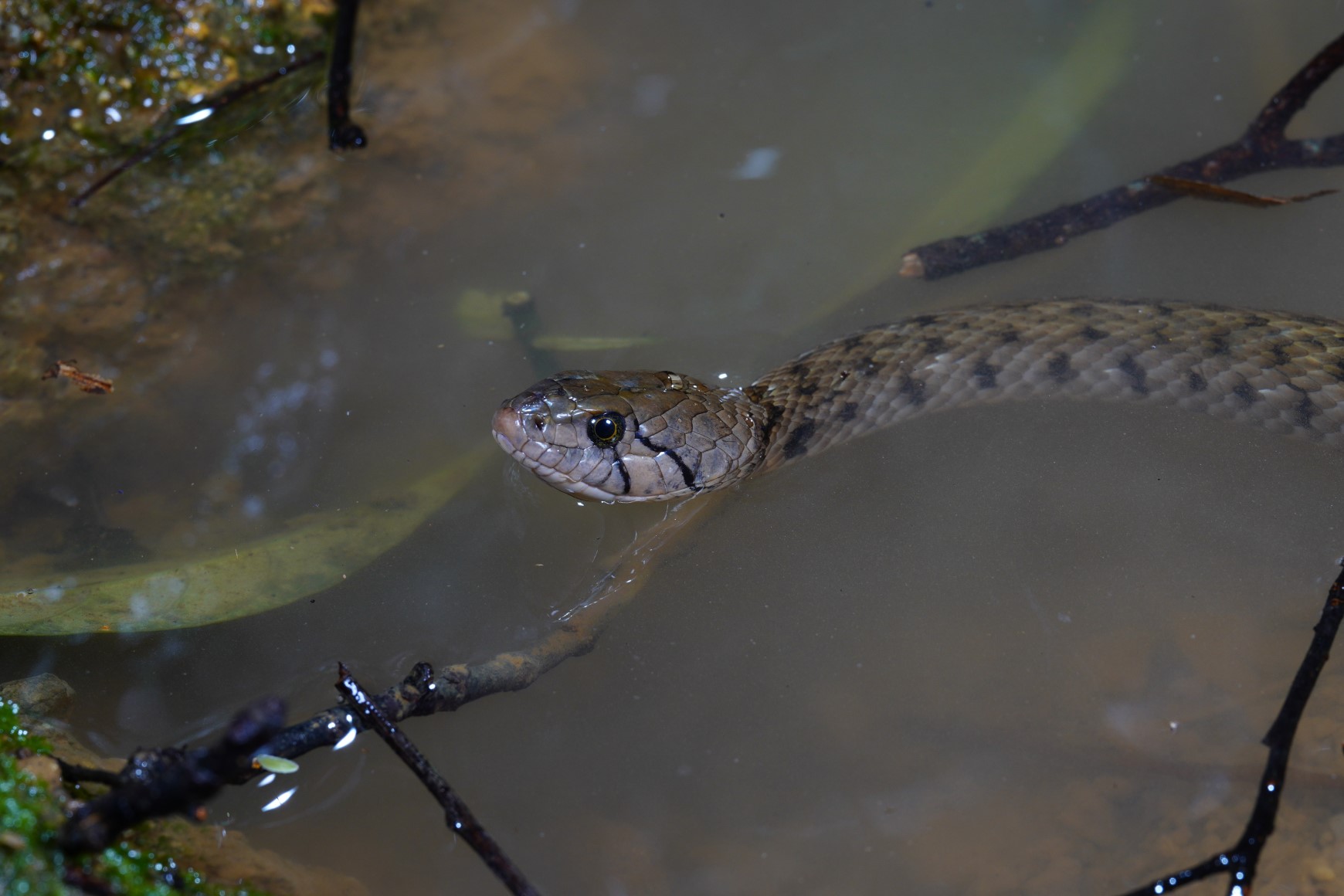 A yellow-spotted keelback (Fowlea flavipunctatus) (non-venomous) captured in Yuen Long on 16 September 2020 was released into a freshwater habitat the next day. 
