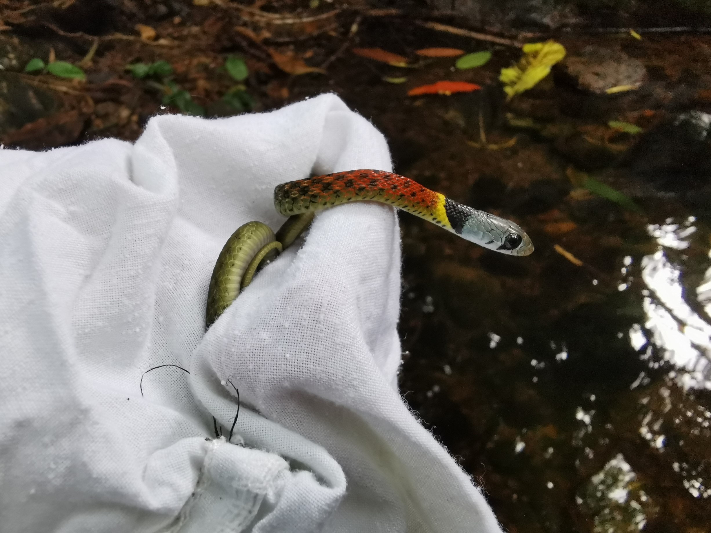 A juvenile red-necked keelback (Rhabdophis subminiatus helleri) (venomous), a commonly encountered snake, was released back to nature after processing on 7 July 2021.