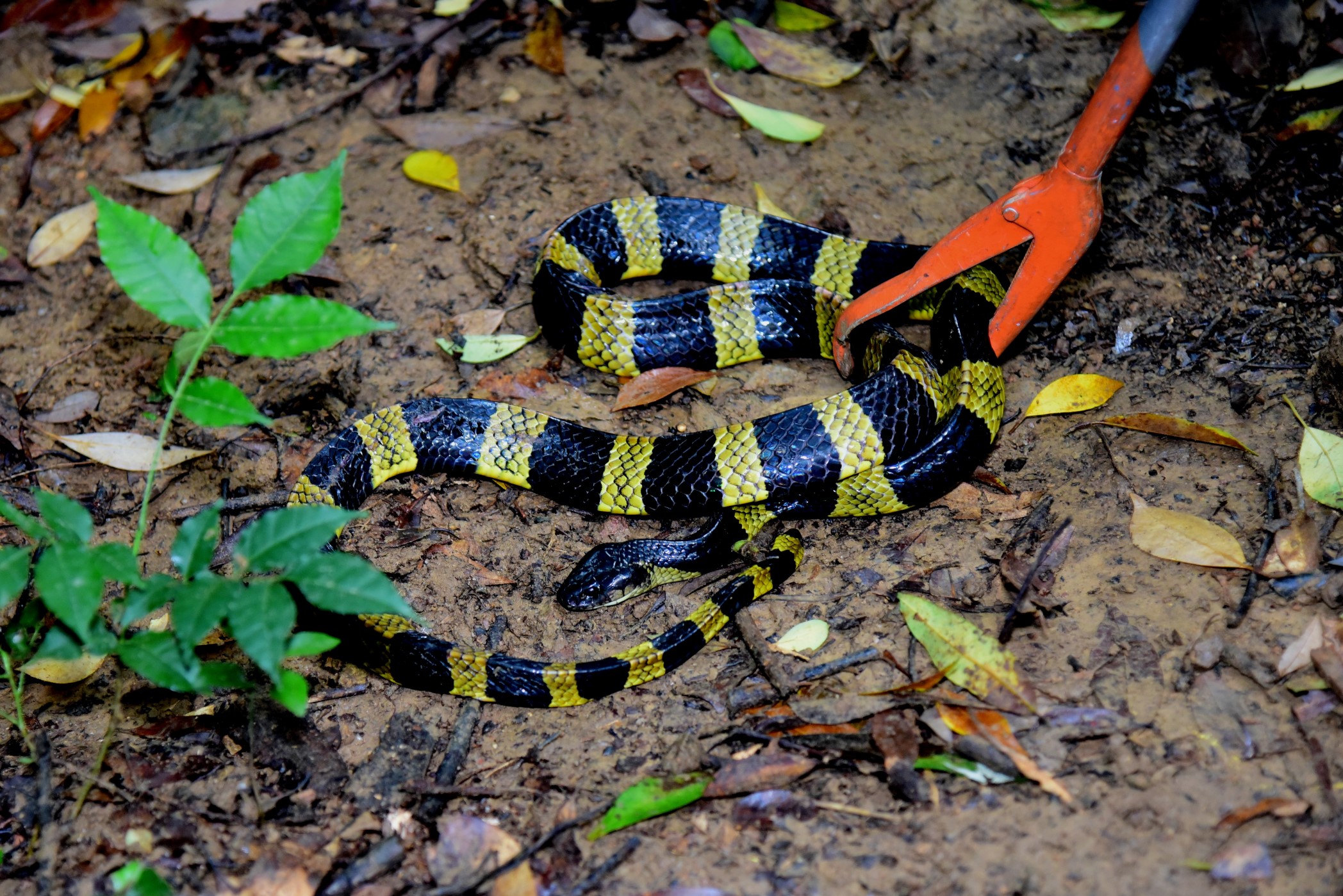 金腳帶（Bungarus fasciatus），是香港較少見的蛇類，為有毒蛇類。這條美麗的蛇於遠離民居的野外地區野放。