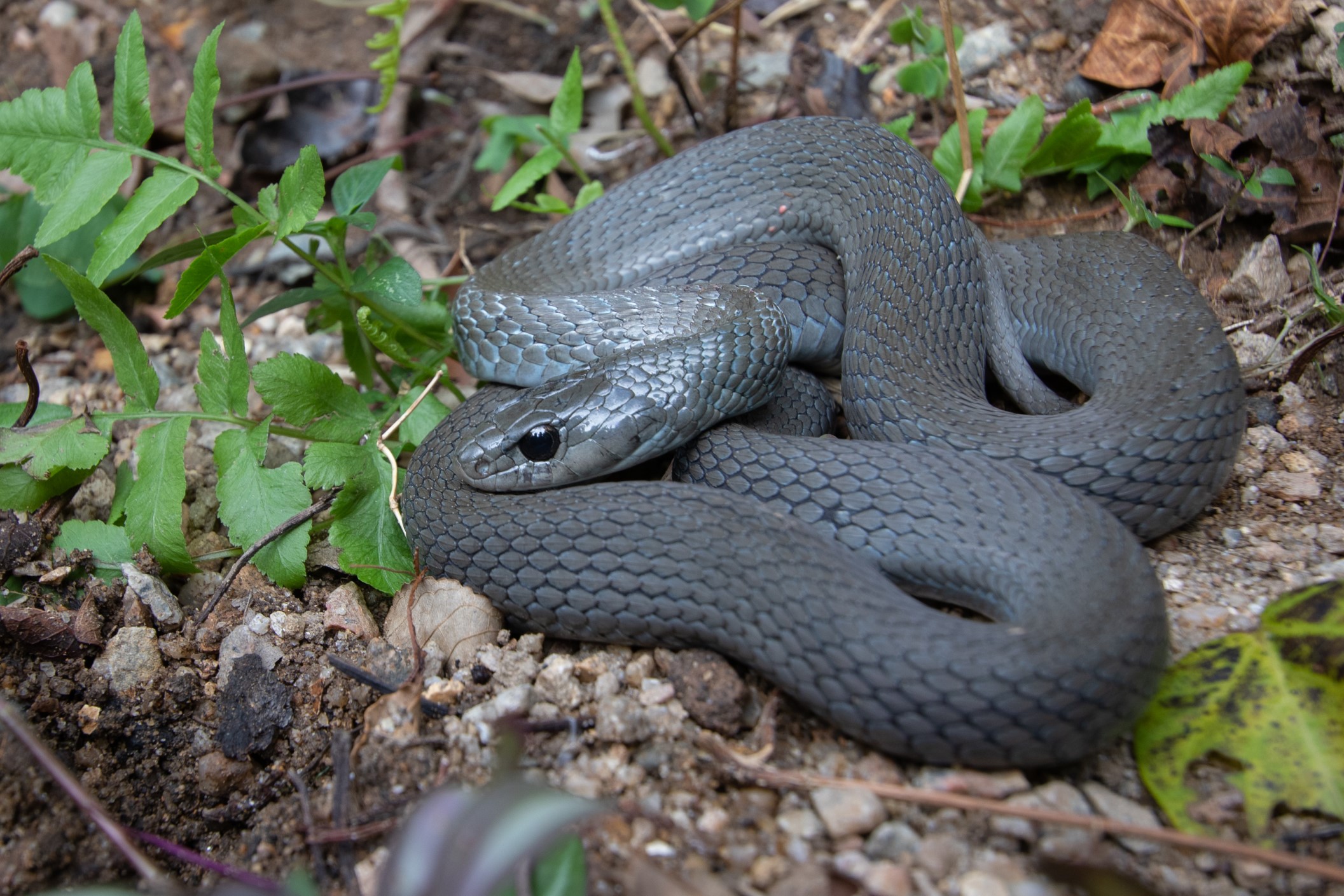 黑化的紅脖游蛇（Rhabdophis subminiatus）  ── 於本港難得一見