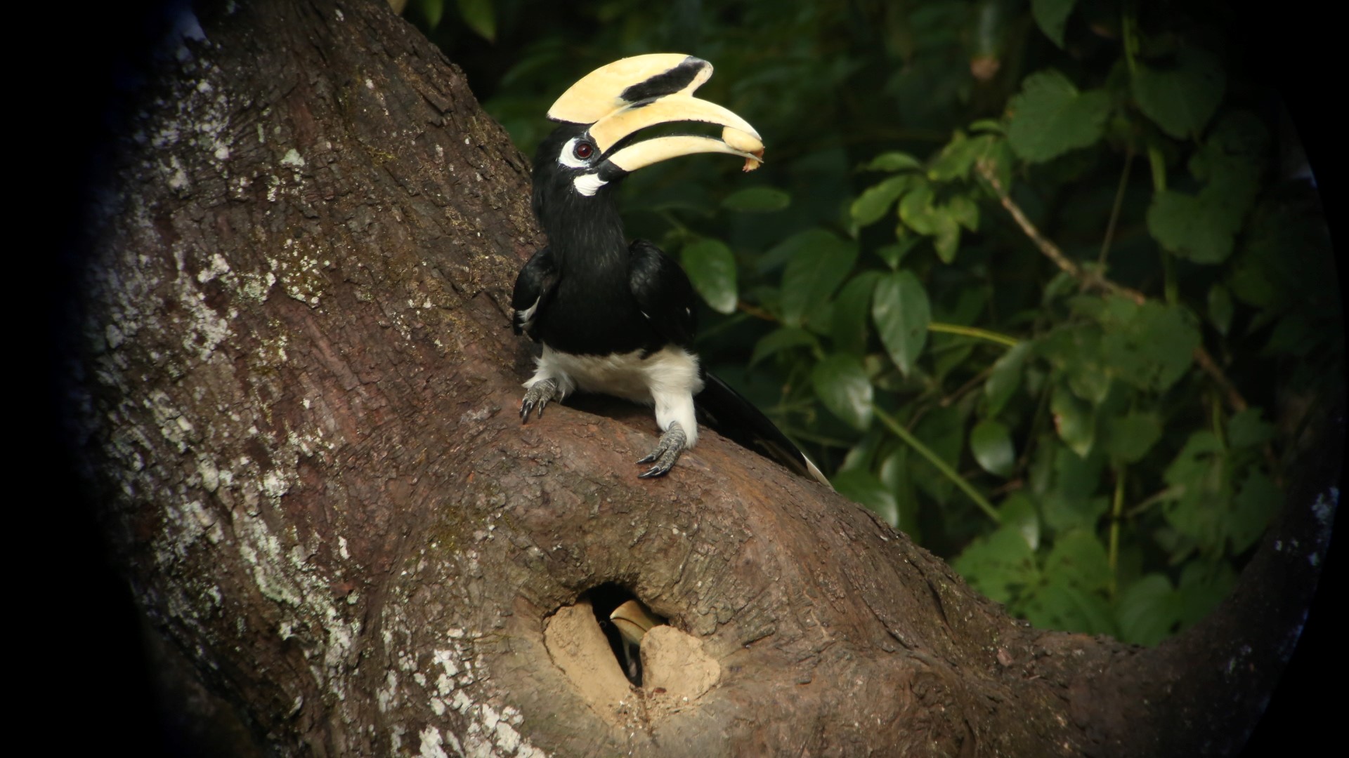 The star of the show is this father hornbill.