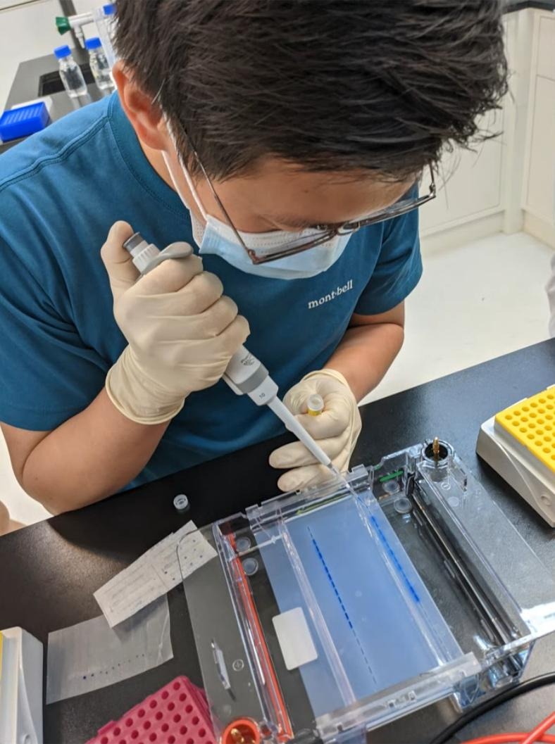 Conducting gel electrophoresis to separate DNA fragments.