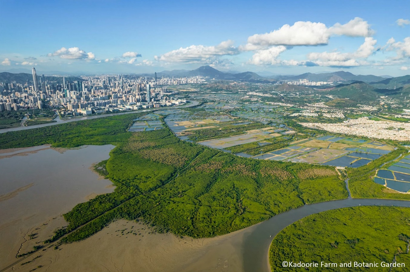 香港最重要的水獺根據地——米埔濕地。