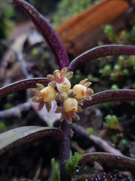 A newly discovered rock-dwelling orchid native to southern Vietnam has been named after KFBG’s orchid specialist Dr. Pankaj Kumar.