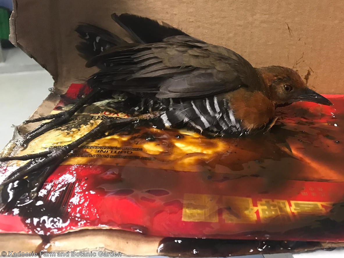 Tell Canadian Tire to stop using cruel glue traps – Vancouver Humane Society