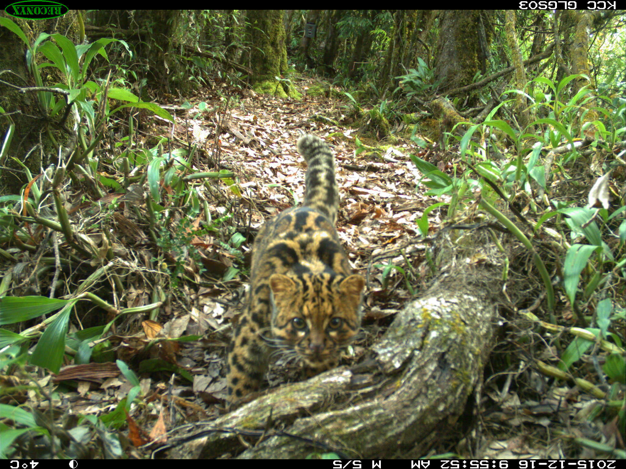 Vibrant Wildlife of Gaoligongshan | KFBG Blog::Kadoorie Farm and ...