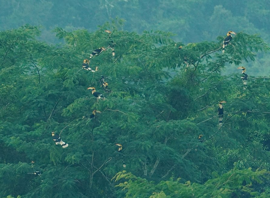 great hornbill flying in groups