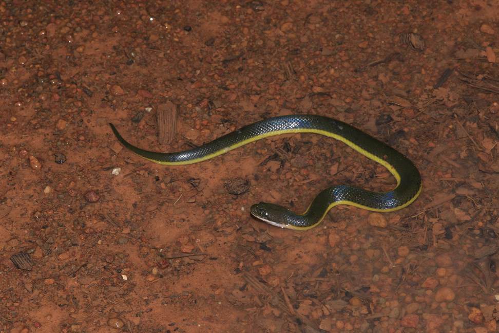 鉛色水蛇（Hypsiscopus plumbea）在靜止水體中捕食魚蛙，在華南地區（包括香港） 也有分佈。