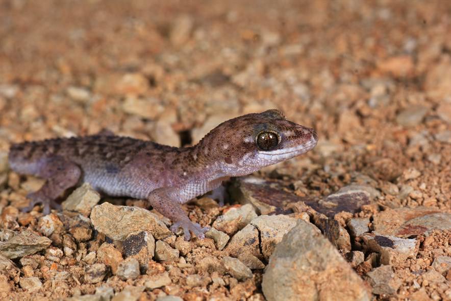 Scientists are uncovering more and more new gecko species in Southeast Asia belonging to the highly diverse genera of Bent-toed Gecko (Cyrtodactylus) and Leaf-toed Geckos (Dixonius). 