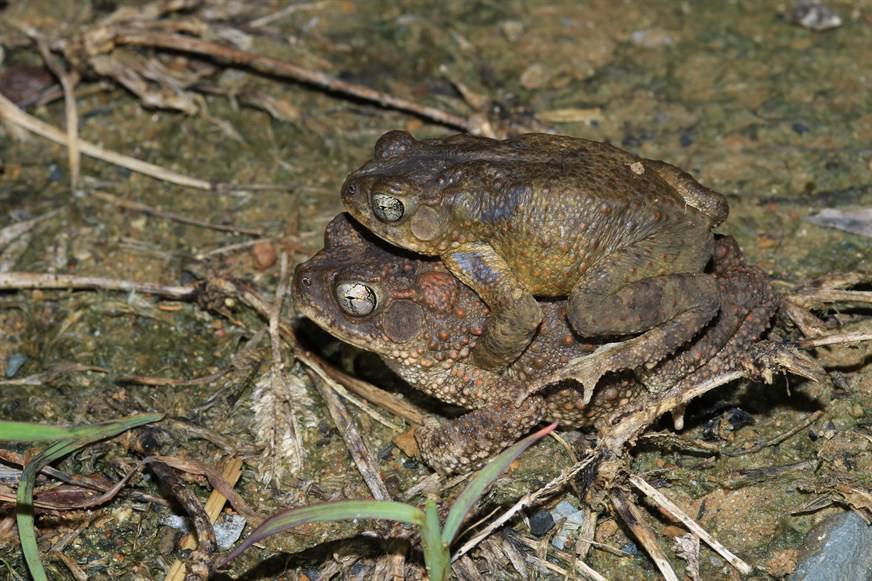 抱對中的Big-eared Toad（Ingerophrynus macrotis），牠們會在靜止水體中產卵