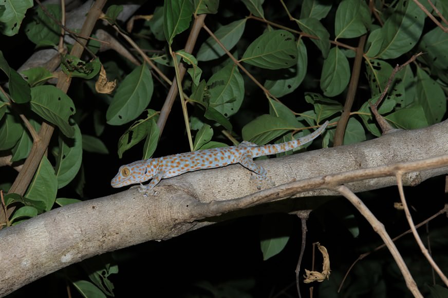 夜行時，常常會在樹林中聽到熟悉、響亮的”tokay-tokay”叫聲，其實就是香港也有分布的大壁虎（Gekko gecko，俗稱“蛤蚧”）在跟我們打招呼。這種被中國列為國家二級重點保護野生動物的大型壁虎，在當地十分常見。