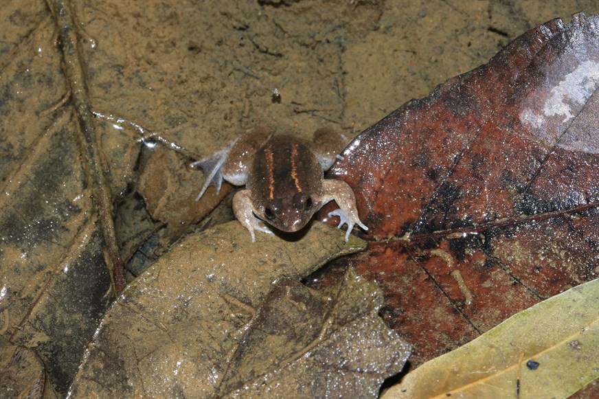 Marten's Oriental Frog (Occidozyga martensii, also known as Round-tongued Floating Frog) is a dime a dozen at our project site.