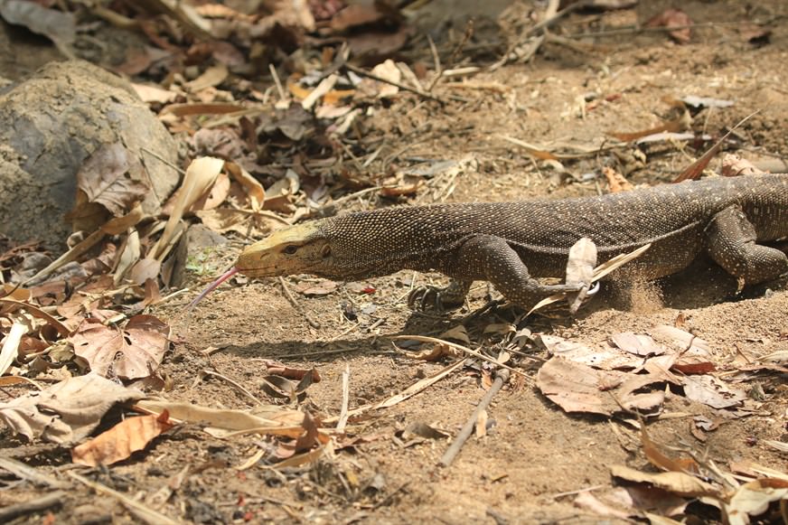 Bengal Monitor Lizard (Varanus bengalensis) and Common Water Monitor (Varanus salvator) both roam our project site. The former, which grows to 1.2-1.5m long, is common locally and often hunted for bushmeat.