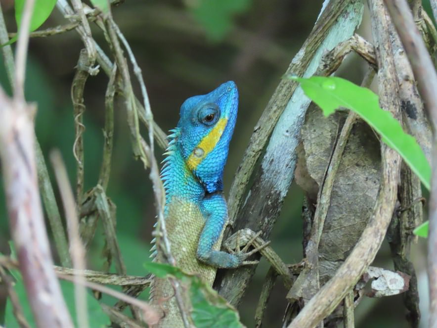 頭部亮藍色的樹蜥（Calotes bachae）在草叢中相當搶眼，牠們和華南地區常見的變色樹蜥是同屬的表親。