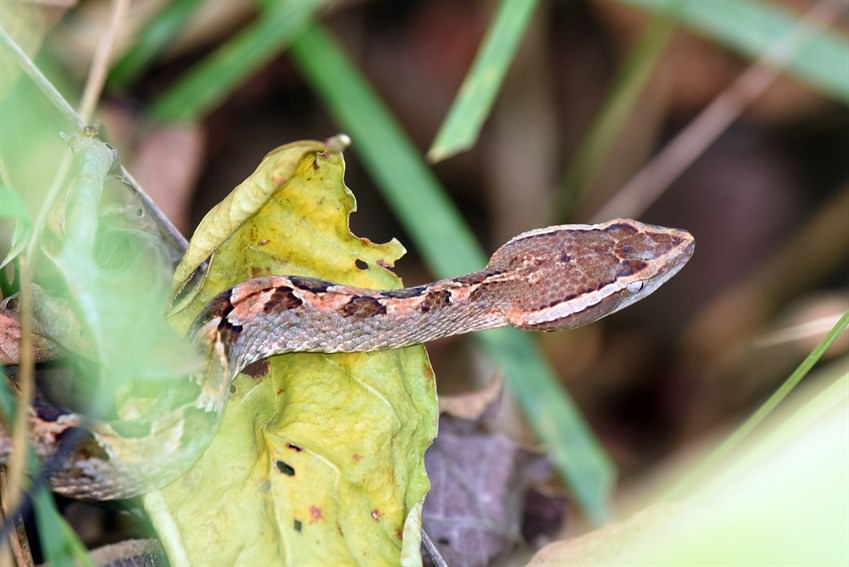 馬來蝮（Calloselasma rhodostoma）主要捕食蜥蜴及鼠類；在我們項目點並不容易看見。