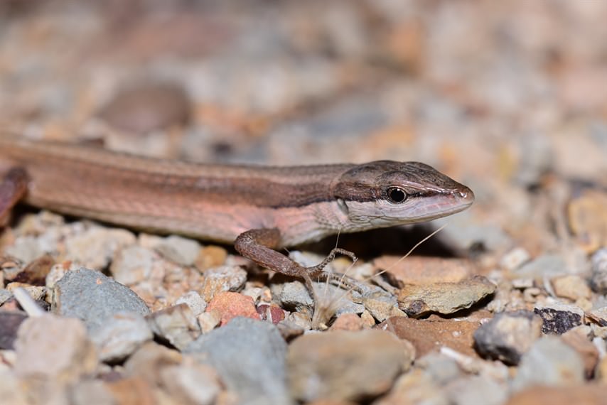 Grass Lizard (Takydromus sexlineatus) is often captured and sold as bird food in the bird market. Due to unsustainable hunting, their populations have diminished and become uncommon.