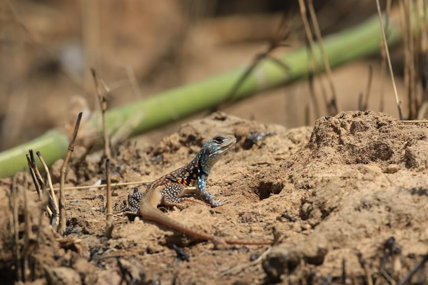 Red-banded Butterfly Lizard (Leiolepis rubritaeniata) is a ground-dwelling species. Four species in this genus can reproduce asexually, a characteristic found in some primitive species that allow growth and development of embryos to occur without fertilization by sperm.