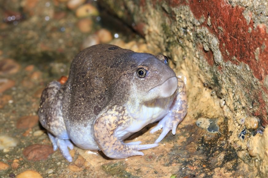 Blunt-headed Burrowing Frog (Glyphoglossus molossus, also known as Balloon Frog) might look ungainly, but it is widely persecuted in Southeast Asia as food and served as a traditional dish in Thailand (Neang, 2010). Due to overhunting, it is listed as Near Threatened on the IUCN Red List.