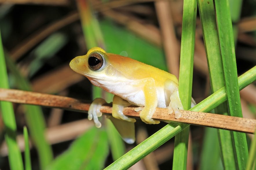 在乾旱的落葉龍腦香林生境中，一些季節性水坑和小溪仍保留著少量的水源，是許多物種重要的生境，當中包括這種小型樹蛙 Nongkhor Asian Treefrog（Chiromantis nongkhorensis）。