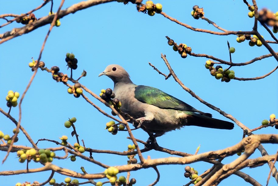 綠皇鳩（Ducula aenea）在東南亞很多森林數量尚可，甚至城市公園綠地都可見到，但在中國卻變得非常稀少