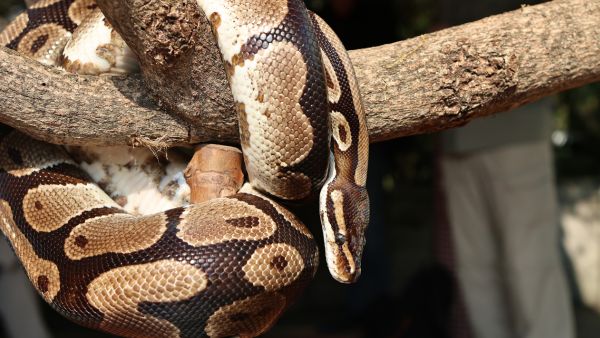 動物全接觸（蟒蛇知多D）