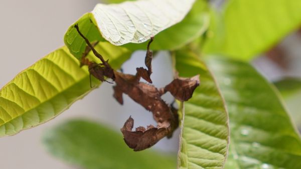 動物全接觸（竹節蟲知多D）