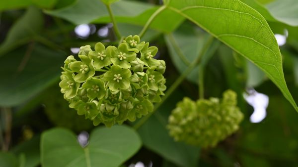 假日植物導賞：攀緣植物的生態奧秘 