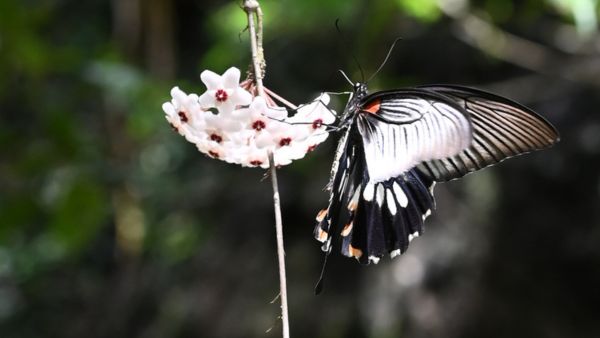 假日植物導賞：攀緣植物的生態奧秘 