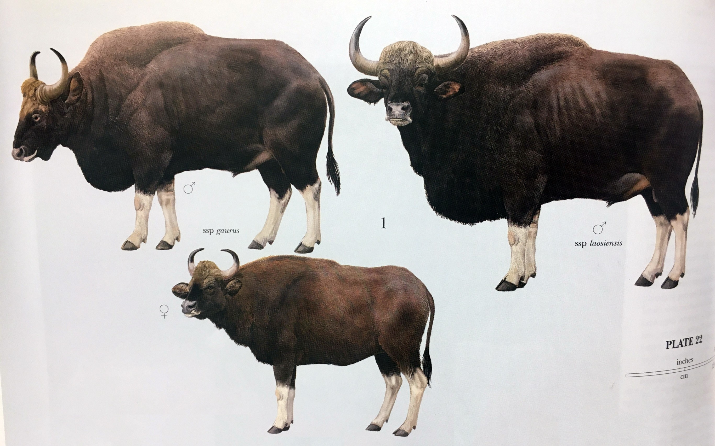 印度野牛 牛中的巨無霸 動物中的健美選手 Kfbg網誌 嘉道理農場暨植物園