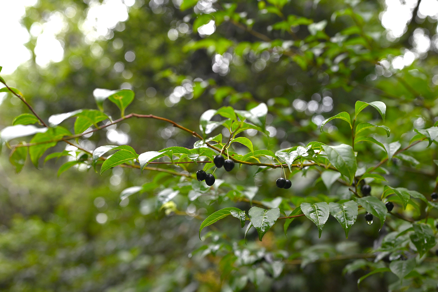Plum-leaved Holly