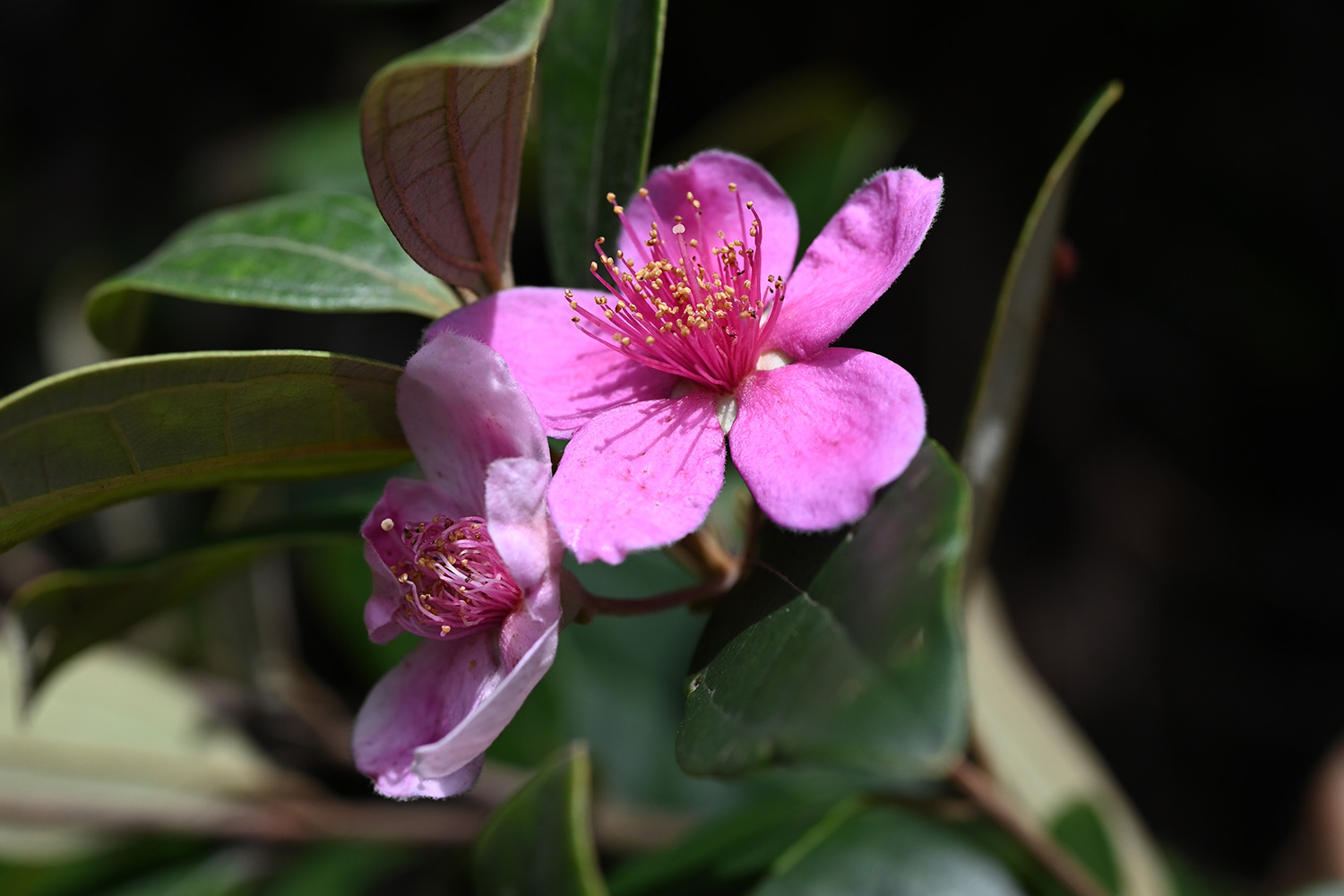 Rose Myrtle