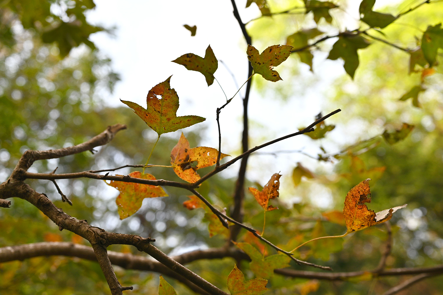 Chinese Sweet Gum