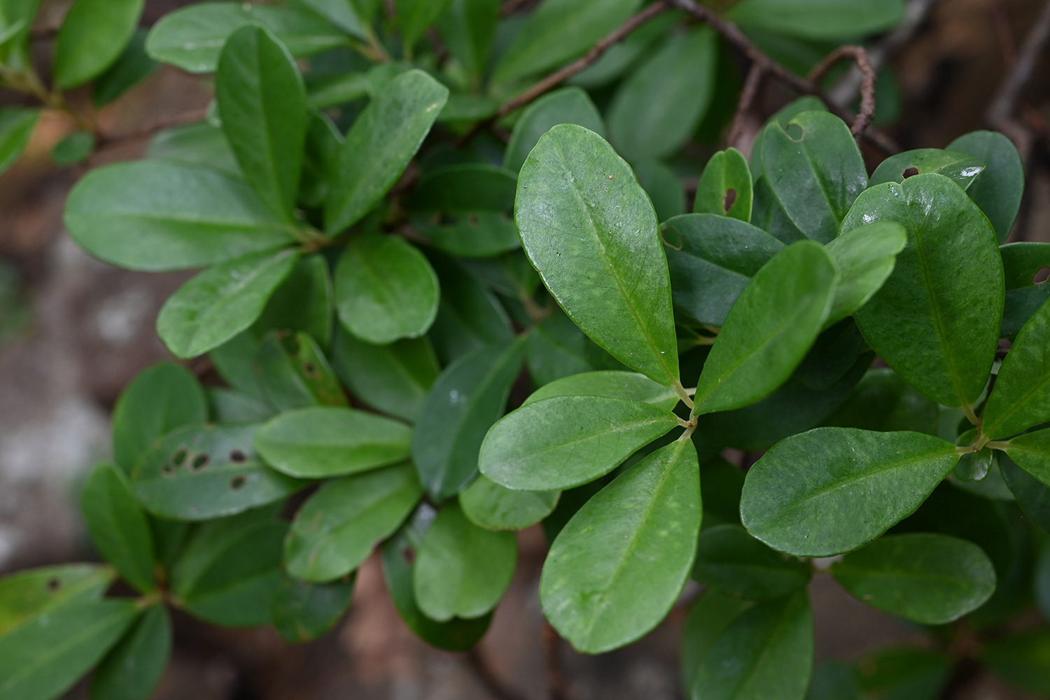 Sour-leaved Embelia