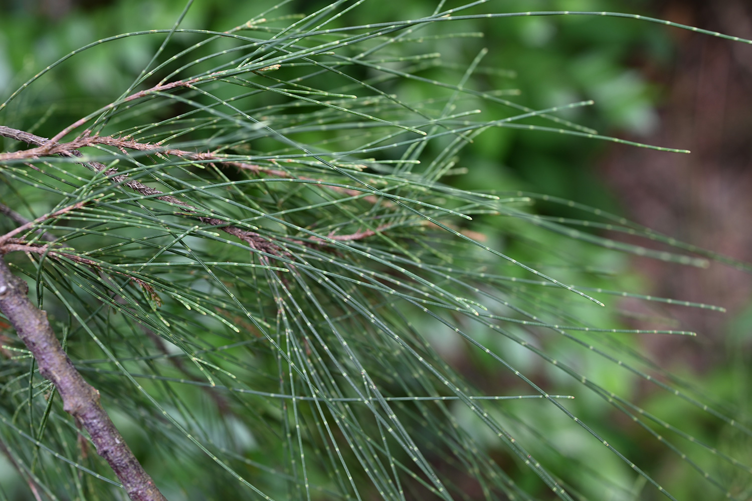 Horsetail Tree