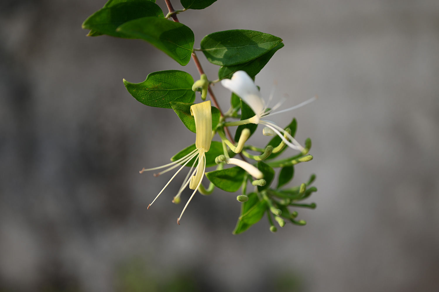 Wild Honeysuckle