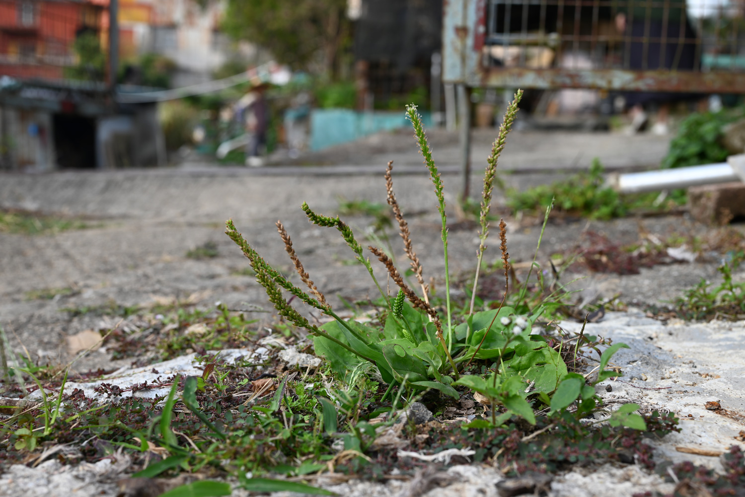 Greater Plantain
