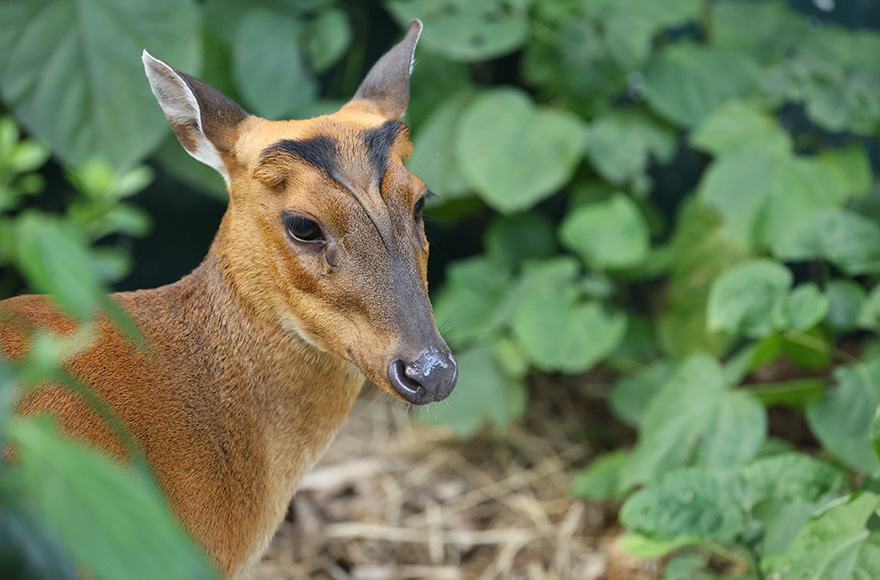 赤麂 Didi 與 Sasa