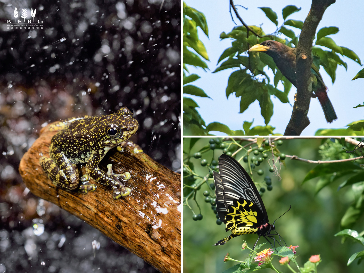 三張野生動物照片:雨中攀在濕樹枝上的黃斑蛙、停棲於綠葉間的黃喙鳥兒,以及在一叢小花上吸蜜的黑黃色蝴蝶