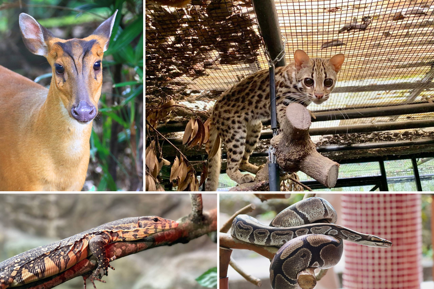 四張動物大使的照片:一隻棕色小鹿正面望向鏡頭、一隻身上有斑點的野貓站在圍網內的木頭上、一條橙黑花紋的蜥蜴伏在樹枝上,以及一條蟒蛇盤纏在樹枝上